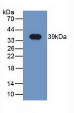 NRG4 Antibody in Western Blot (WB)