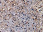 Neurokinin A Antibody in Immunohistochemistry (Paraffin) (IHC (P))