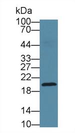 Neurokinin A Antibody in Western Blot (WB)