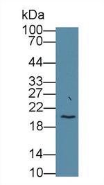 Neurokinin A Antibody in Western Blot (WB)