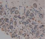 Noggin Antibody in Immunohistochemistry (Paraffin) (IHC (P))