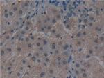 Noggin Antibody in Immunohistochemistry (Paraffin) (IHC (P))