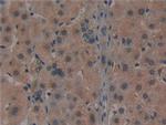 Noggin Antibody in Immunohistochemistry (Paraffin) (IHC (P))