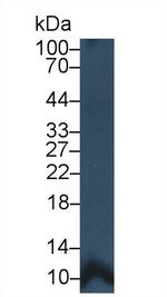 PF4 Antibody in Western Blot (WB)