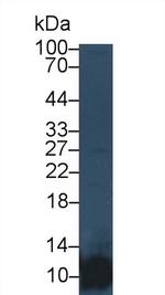 PF4 Antibody in Western Blot (WB)