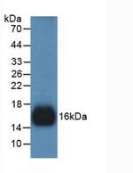 REG3G Antibody in Western Blot (WB)