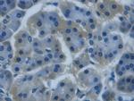 REG3G Antibody in Immunohistochemistry (Paraffin) (IHC (P))