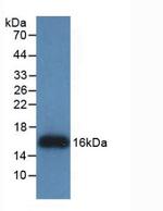 REG3G Antibody in Western Blot (WB)