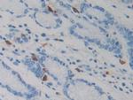 Resistin Antibody in Immunohistochemistry (Paraffin) (IHC (P))