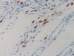 Resistin Antibody in Immunohistochemistry (Paraffin) (IHC (P))