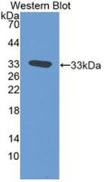 TFPI Antibody in Western Blot (WB)