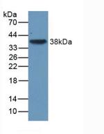 TGF beta-3 Antibody in Western Blot (WB)