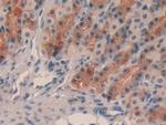 TFF2 Antibody in Immunohistochemistry (Paraffin) (IHC (P))