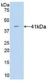 VGF Antibody in Western Blot (WB)