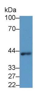 WNT3A Antibody in Western Blot (WB)