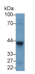 WNT5A Antibody in Western Blot (WB)