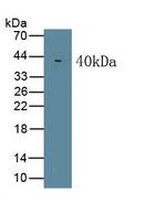 WNT5A Antibody in Western Blot (WB)