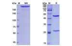 Urelumab Antibody in SDS-PAGE (SDS-PAGE)