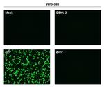 Japanese Encephalitis Virus NS1 Antibody in Immunocytochemistry (ICC/IF)