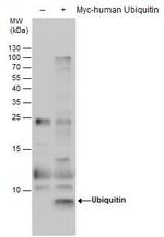 Ubiquitin Antibody in Western Blot (WB)