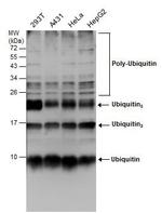 Ubiquitin Antibody in Western Blot (WB)