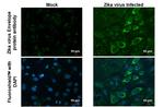 Zika Virus Envelope Protein Antibody in Immunocytochemistry (ICC/IF)