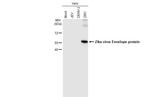 Zika Virus Envelope Protein Antibody in Western Blot (WB)