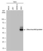 Zika Virus NS1 Antibody in Western Blot (WB)