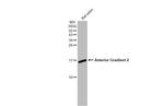 AGR2 Antibody in Western Blot (WB)