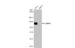 CDH11 Antibody in Western Blot (WB)