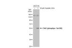 Phospho-Chk1 (Ser345) Antibody in Western Blot (WB)