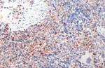 cIAP1 Antibody in Immunohistochemistry (Paraffin) (IHC (P))