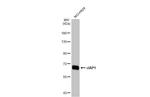 cIAP1 Antibody in Western Blot (WB)