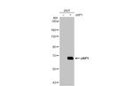 cIAP1 Antibody in Western Blot (WB)