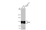 DDR2 Antibody in Western Blot (WB)