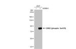 Phospho-GRK2 (Ser670) Antibody in Western Blot (WB)