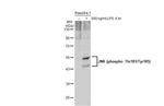 Phospho-JNK1 (Thr183, Tyr185) Antibody in Western Blot (WB)