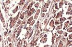 Nrf2 Antibody in Immunohistochemistry (Paraffin) (IHC (P))