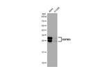 RBPMS Antibody in Western Blot (WB)