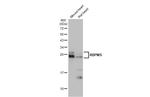 RBPMS Antibody in Western Blot (WB)