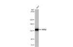 POLR2B Antibody in Western Blot (WB)