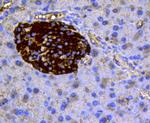 Chromogranin A Antibody in Immunohistochemistry (Paraffin) (IHC (P))