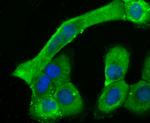 Cardiac Troponin T Antibody in Immunocytochemistry (ICC/IF)