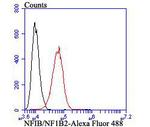 NFIB Antibody in Flow Cytometry (Flow)