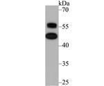 NFIB Antibody in Western Blot (WB)