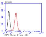 IGF2BP3 Antibody in Flow Cytometry (Flow)