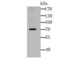 IGF2BP3 Antibody in Western Blot (WB)