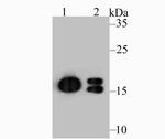 NME1 Antibody in Western Blot (WB)