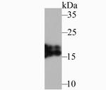 NME1 Antibody in Western Blot (WB)