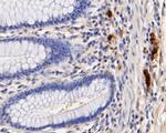 Myeloperoxidase Antibody in Immunohistochemistry (Paraffin) (IHC (P))